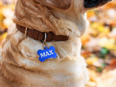 Chien portant un collier marron avec une médaille bleue personnalisée au nom de Max